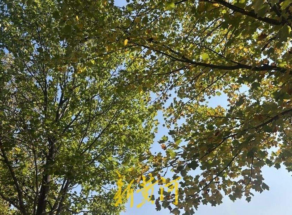 山东24.7万余株古树名木成乡愁记忆和文化符号,其中这三处尤其有代表性