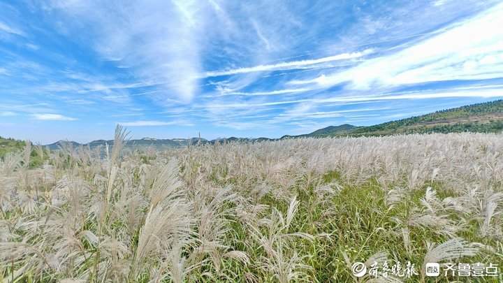 白色花海怎么拍都好看！济南丁子寨荻花已到观赏季