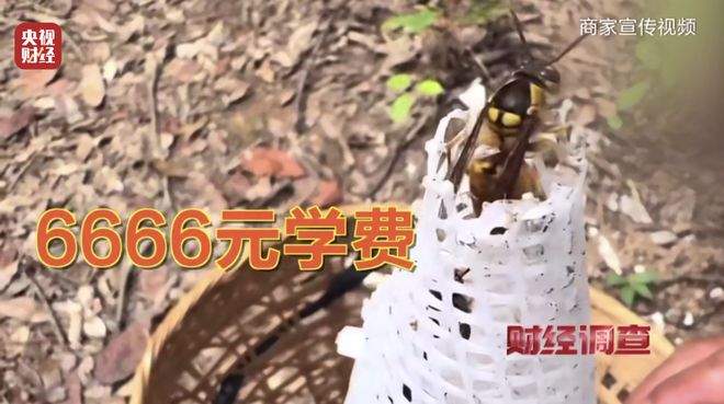 “杀人蜂”遭滥养 有人赚得盆满钵满 央视曝光
