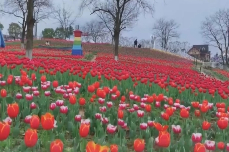 以花为媒将“流量”变“增量” 花海美景开启以旅促农增收“金钥匙”