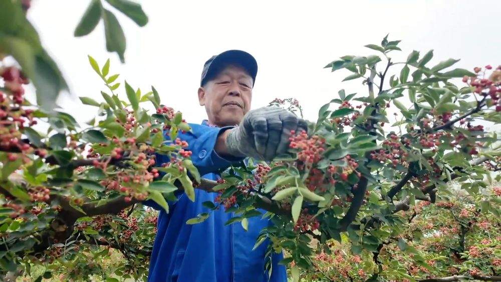 特色农业挖潜力 丰收喜悦满田间