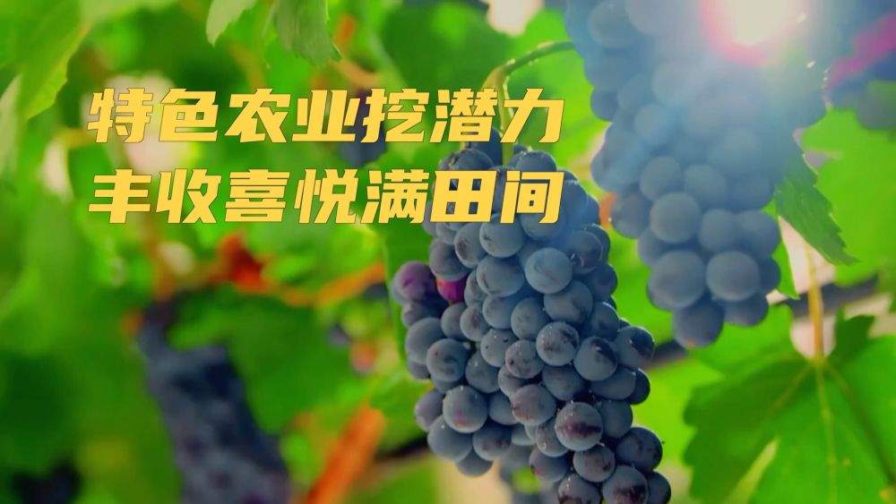 特色农业挖潜力 丰收喜悦满田间