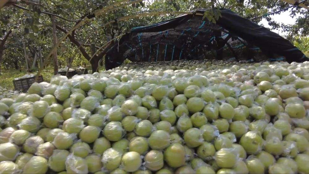 金秋丰收绘新景 乡村振兴谱华章