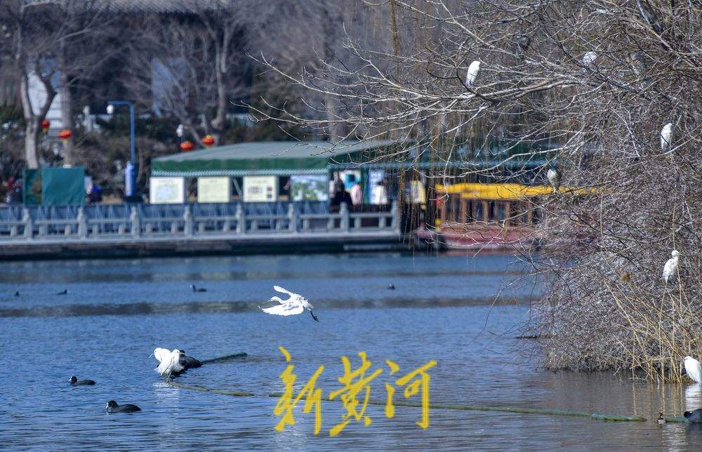 大明湖生态鸟岛 十几种鸟儿栖息觅食
