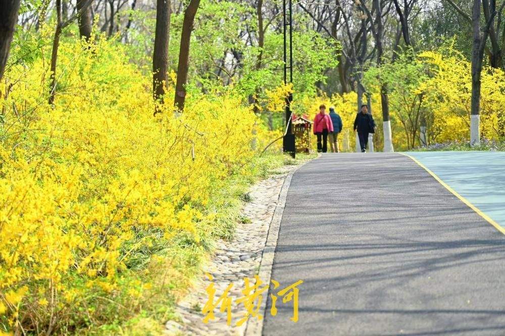 济南千佛山百米“连翘路”吐芬芳 点点嫩黄挂枝头