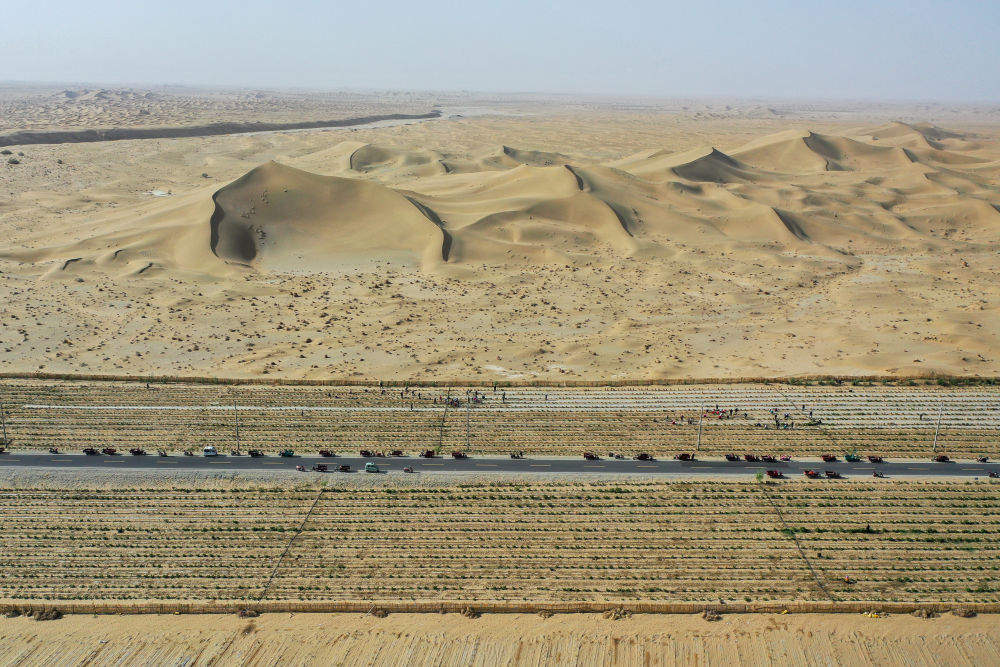 新疆：“乔、灌、药”立体织密绿色屏障 沙产业助力绿富同兴