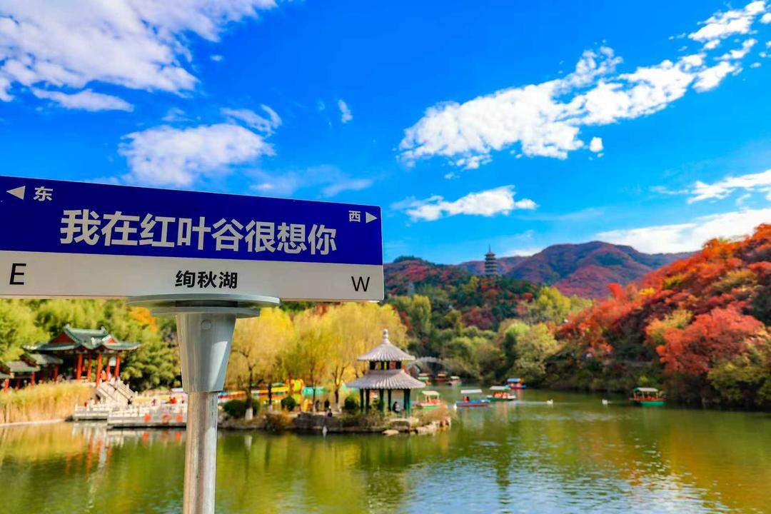 山东限定秋景上线,“赏叶经济”正升温