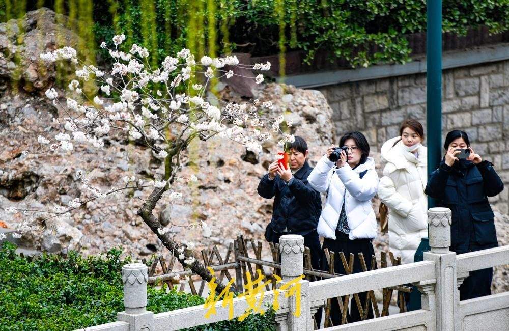 一年四季 泉在济南丨护城河畔春来早，一株早樱“抢跑”绽放送浪漫