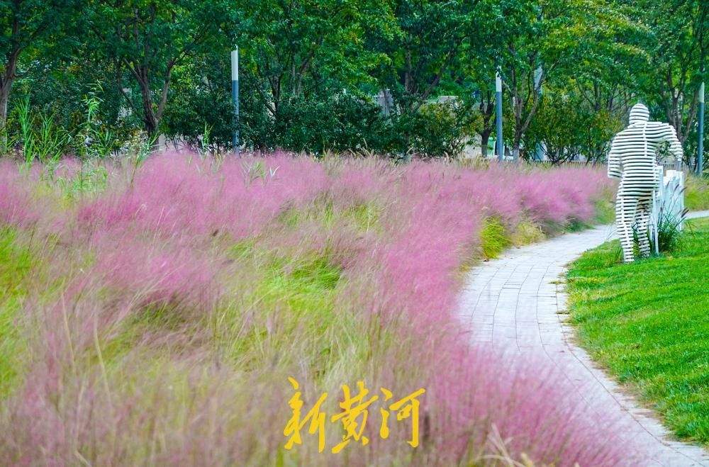 粉黛乱子草盛开，泉城人才公园织就秋日限定“粉色浪漫”