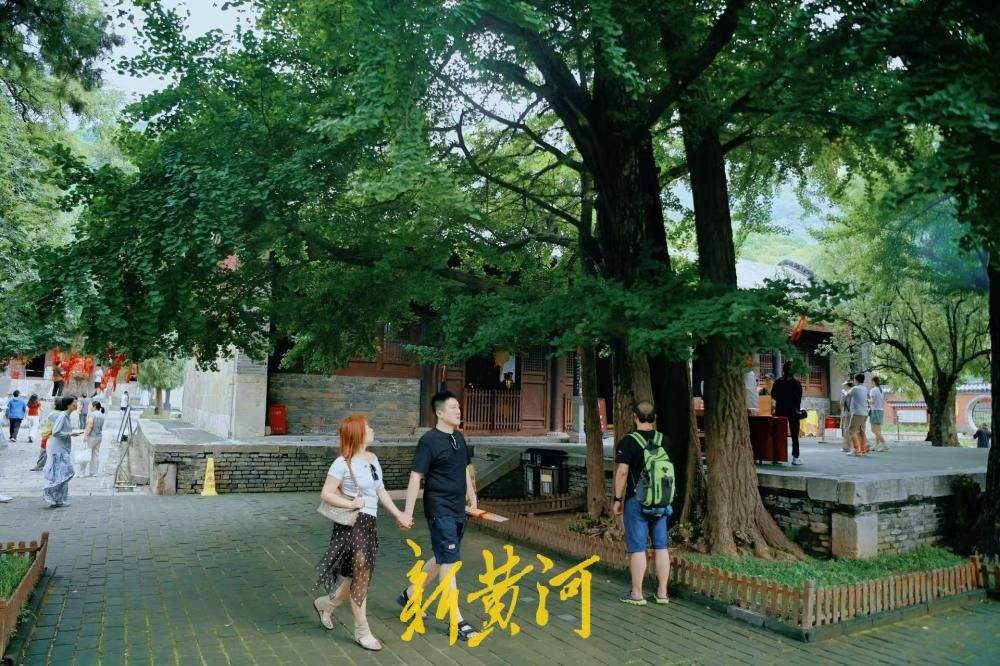 清凉感拉满！灵岩寺千年银杏浓荫蔽日引游客纳凉