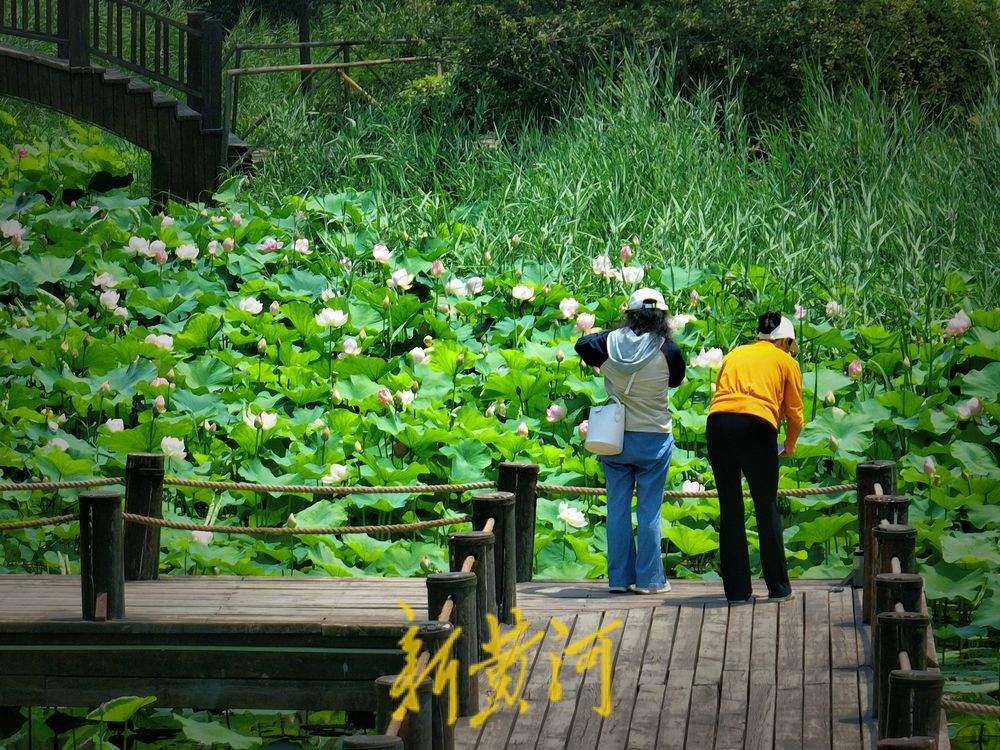 一年四季 泉在济南丨济南第一波荷花开了！森林公园众荷竞放