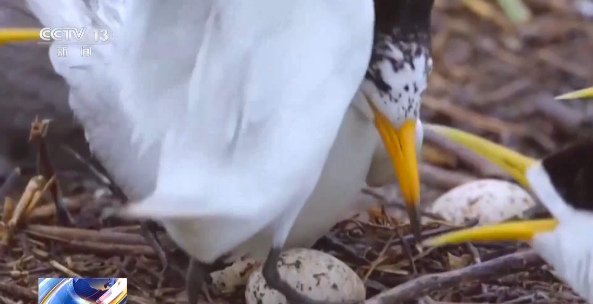 全球珍稀濒危鸟类“神话之鸟”迎来繁殖季