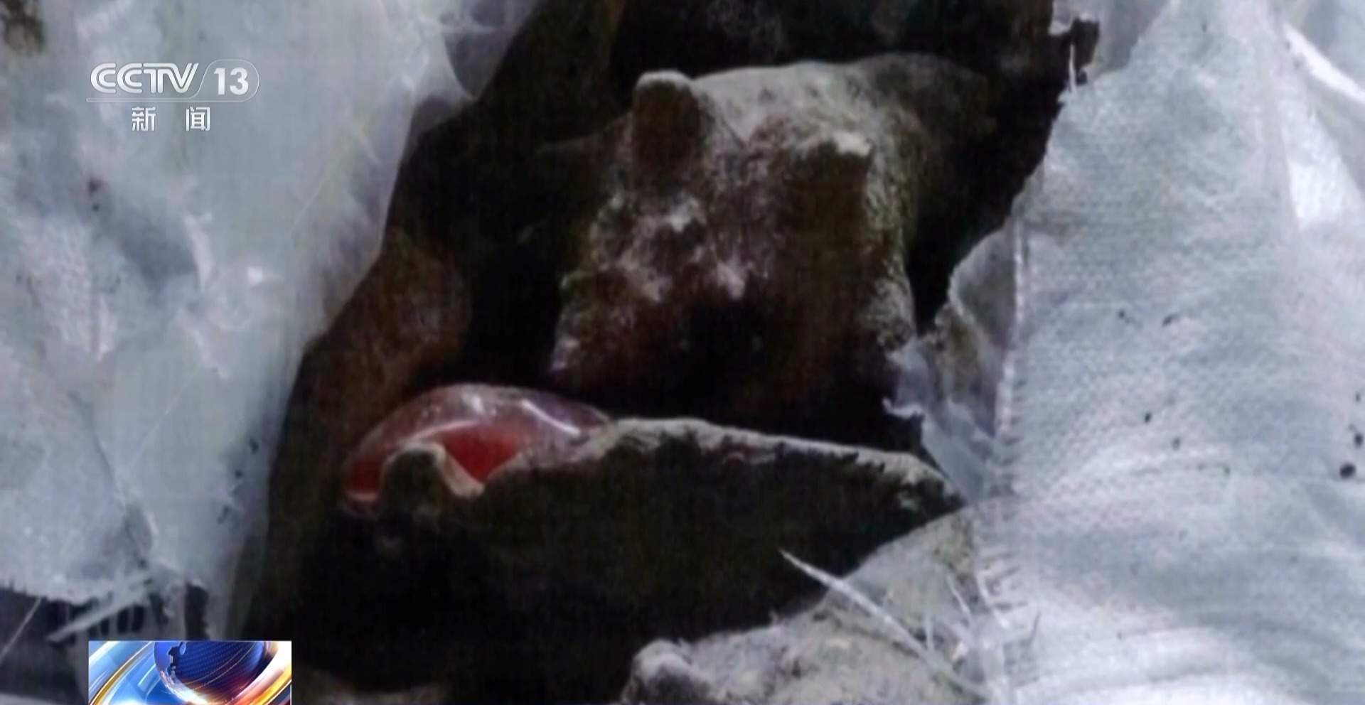 装饰品变成“洋垃圾”？进口近11吨贝壳被罚款50万元