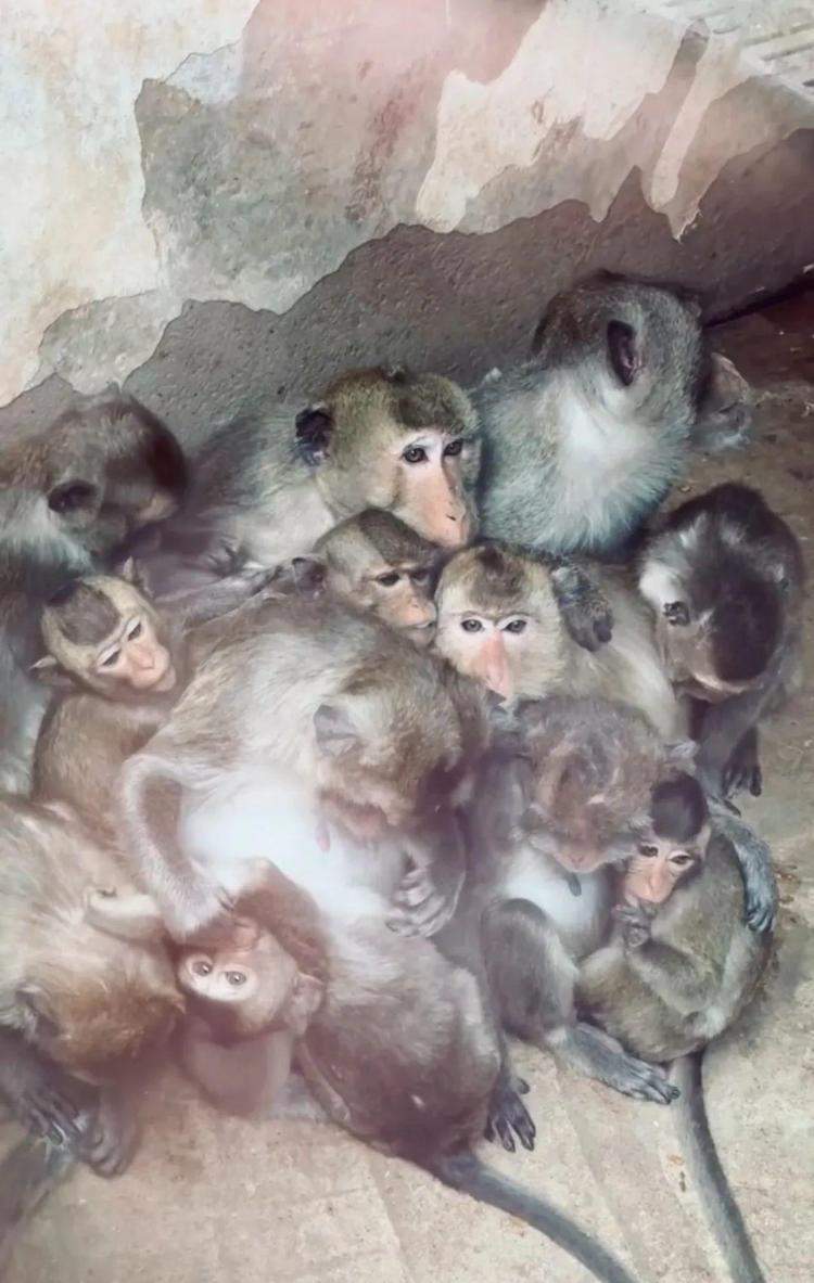 “动物园猴子被冻瑟瑟发抖”引网友心疼，长沙园方回应：系食蟹猕猴抱团取暖