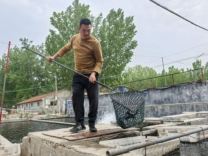 黄河岸边“游”出三文鱼！退役军人养三文鱼7年，养成后5小时可上市民餐桌