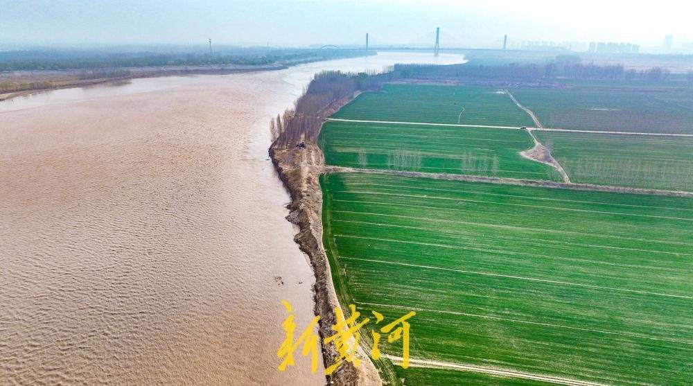 黄河岸边“春潮起” 百亩麦田伴翠柳绘就生态画卷