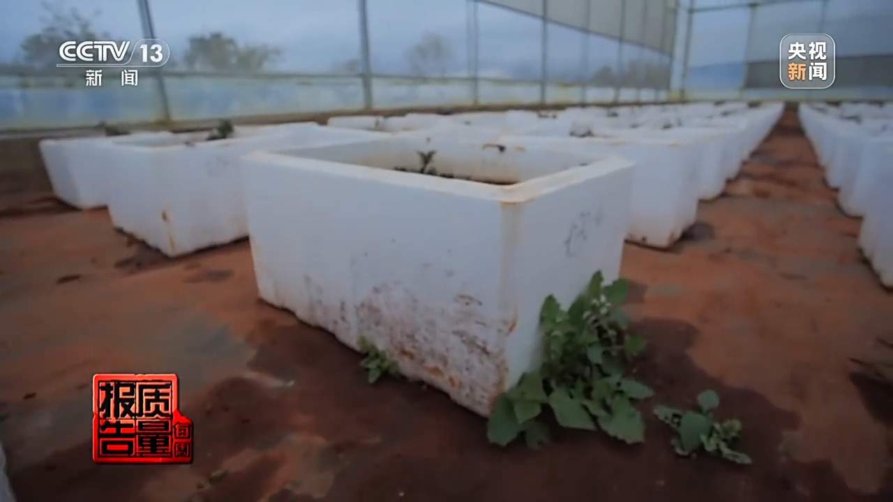 小鲜花大市场,这份美丽的事业正蓄势绽放