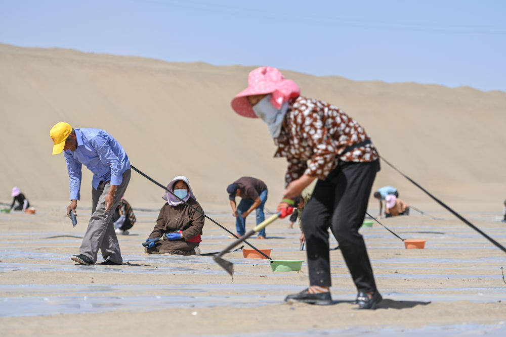 新疆：“乔、灌、药”立体织密绿色屏障 沙产业助力绿富同兴