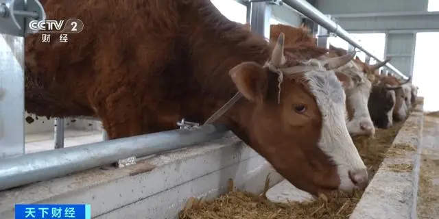 每公斤68.31元，牛肉价格跌至近5年来最低