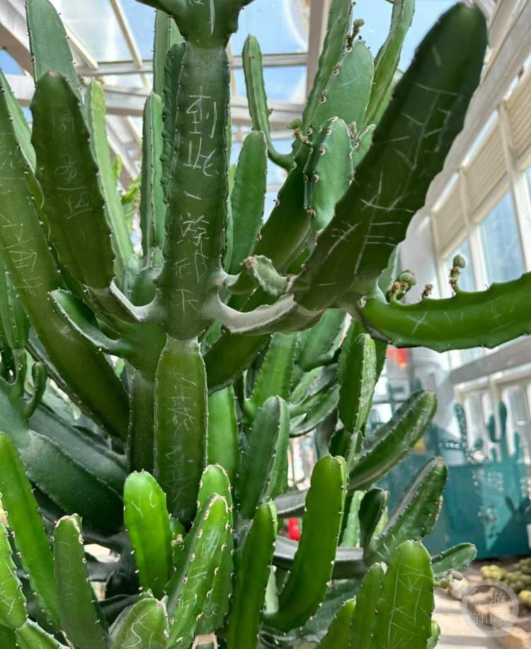 厦门园林植物园仙人掌被刻"到此一游",园方回应 - 社会 - 舜网新闻