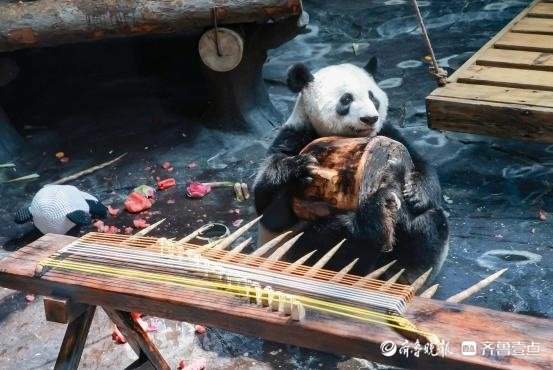 Panda Ya Shuang's birthday party was full of surprises