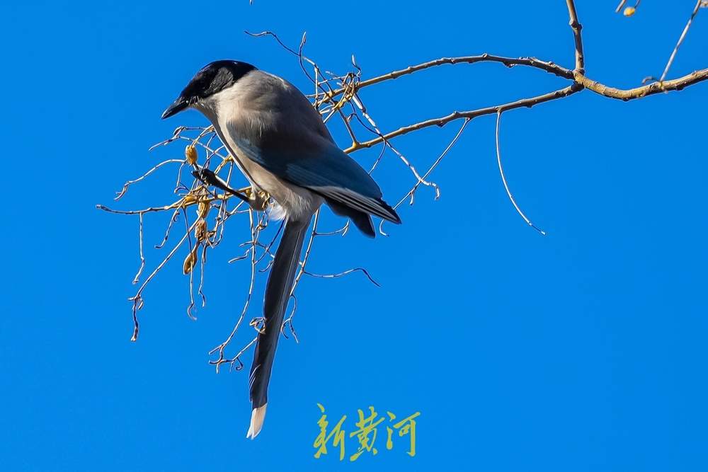 “泉”在济南过大年｜新春佳节，济南千佛山上鸟儿欢歌飞舞迎新年