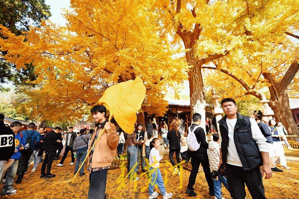 一年四季 泉在济南丨灵岩寺千年古银杏树换金装，深秋泉城诗意浓