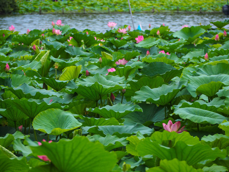 盛夏时节