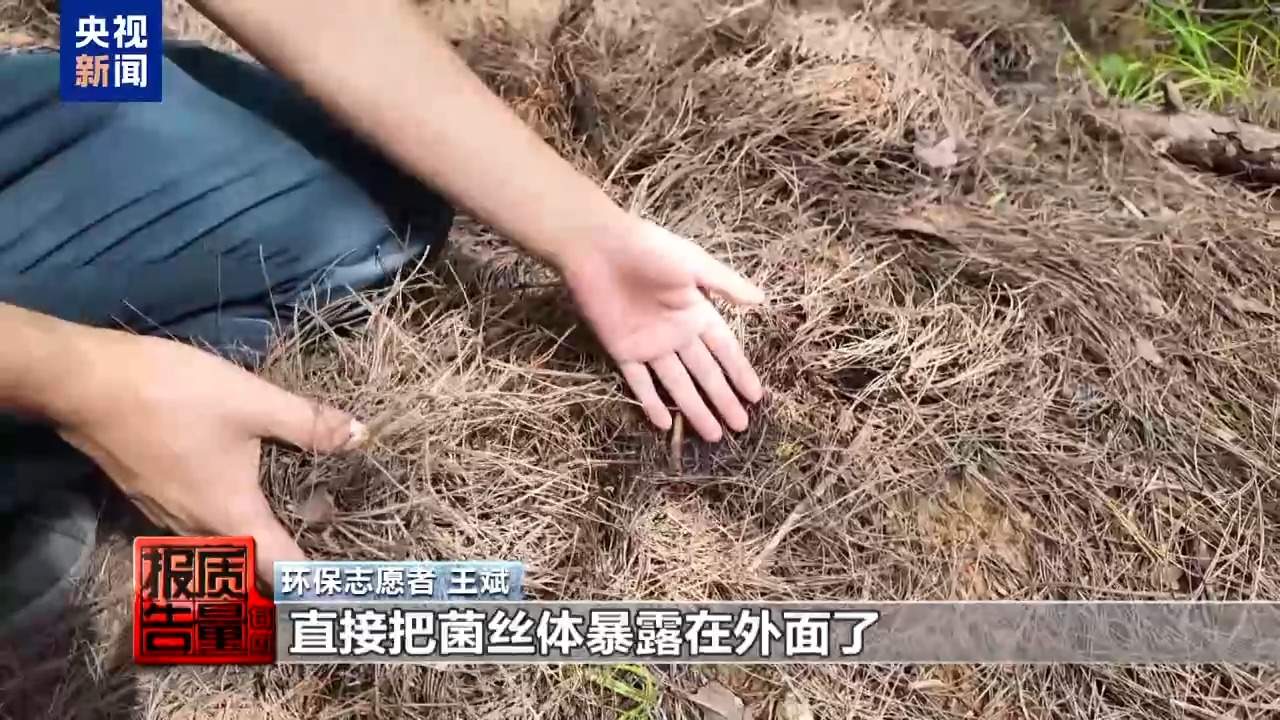 云南大理“采菌游”爆火 无序采摘已引发多起警情