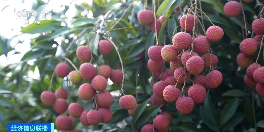 5月份全国水果均价小幅上涨 后续走势如何？