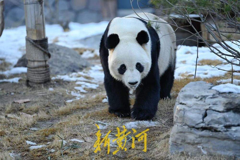 济南雪后初霁 大熊猫雅吉踏雪嬉戏引游人驻足