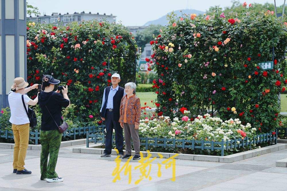 一年四季 泉在济南｜泉城广场：月季花廊花团锦簇 成初夏亮丽风景线