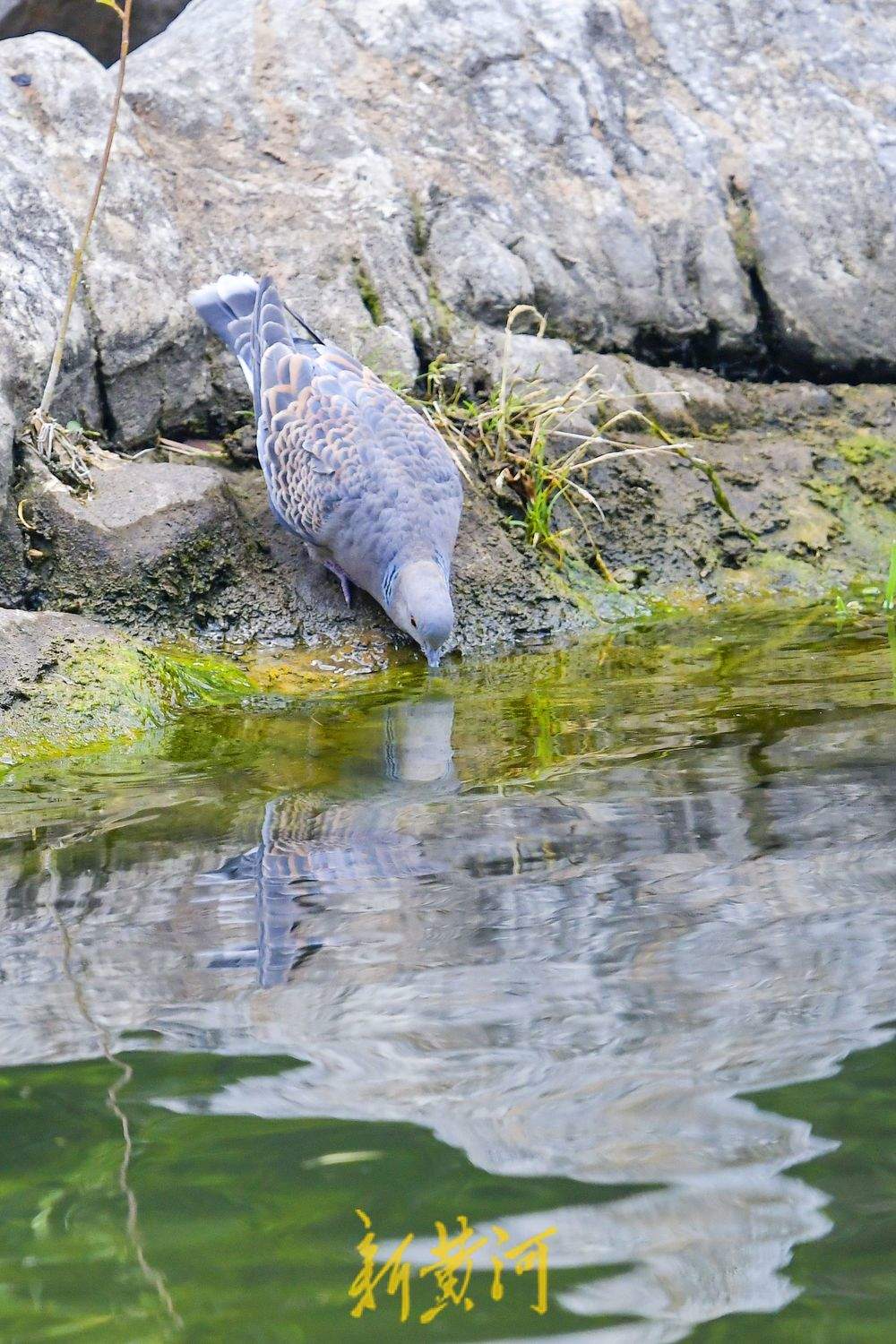 一年四季 泉在济南丨环城公园五莲泉畔 鸟儿依泉“梳妆打扮”