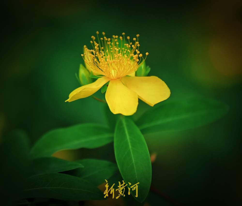 花蕊灿若金丝！济南泉城公园金丝桃花盛放