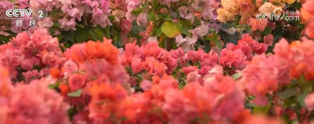 居民“菜篮子”持续上新供应足 新年消费市场红红火火“热气腾腾”