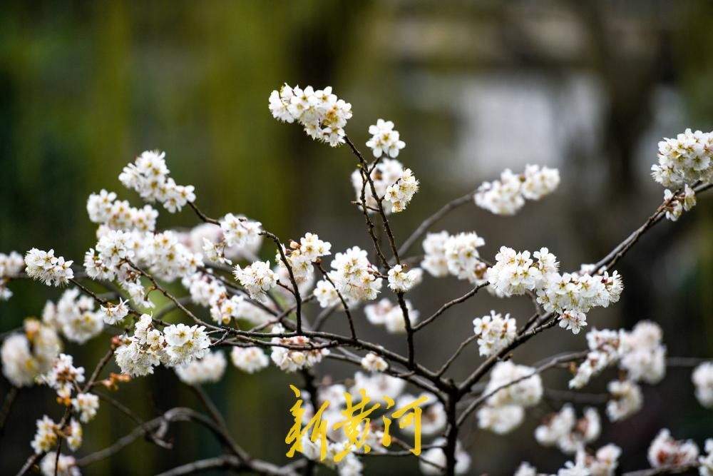 一年四季 泉在济南丨护城河畔春来早，一株早樱“抢跑”绽放送浪漫