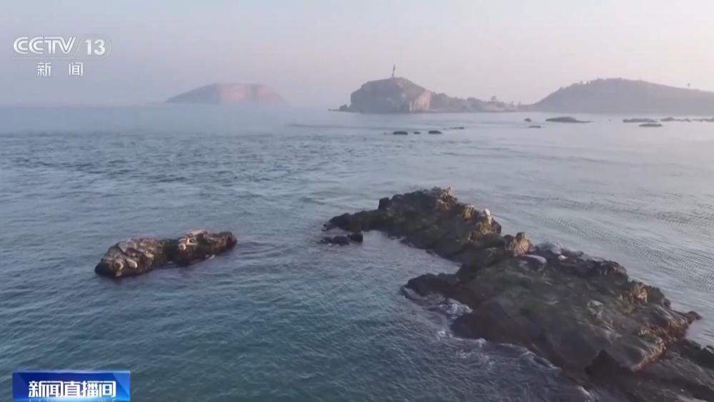 山东烟台迎斑海豹洄游 种群保护成效明显