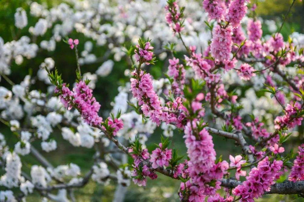 “泉”在济南过五一｜济南发布新花期预报：碧桃花、桃花、梨花始花期较常年略偏晚