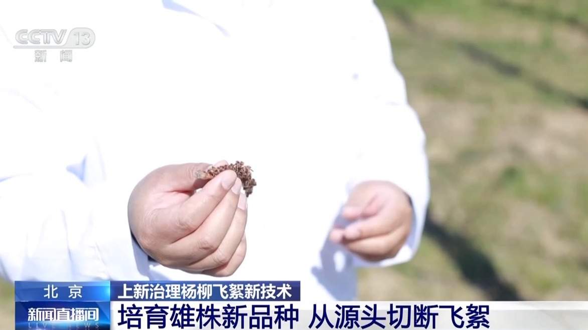 杨柳树为何飞絮？如何防范？专家解析