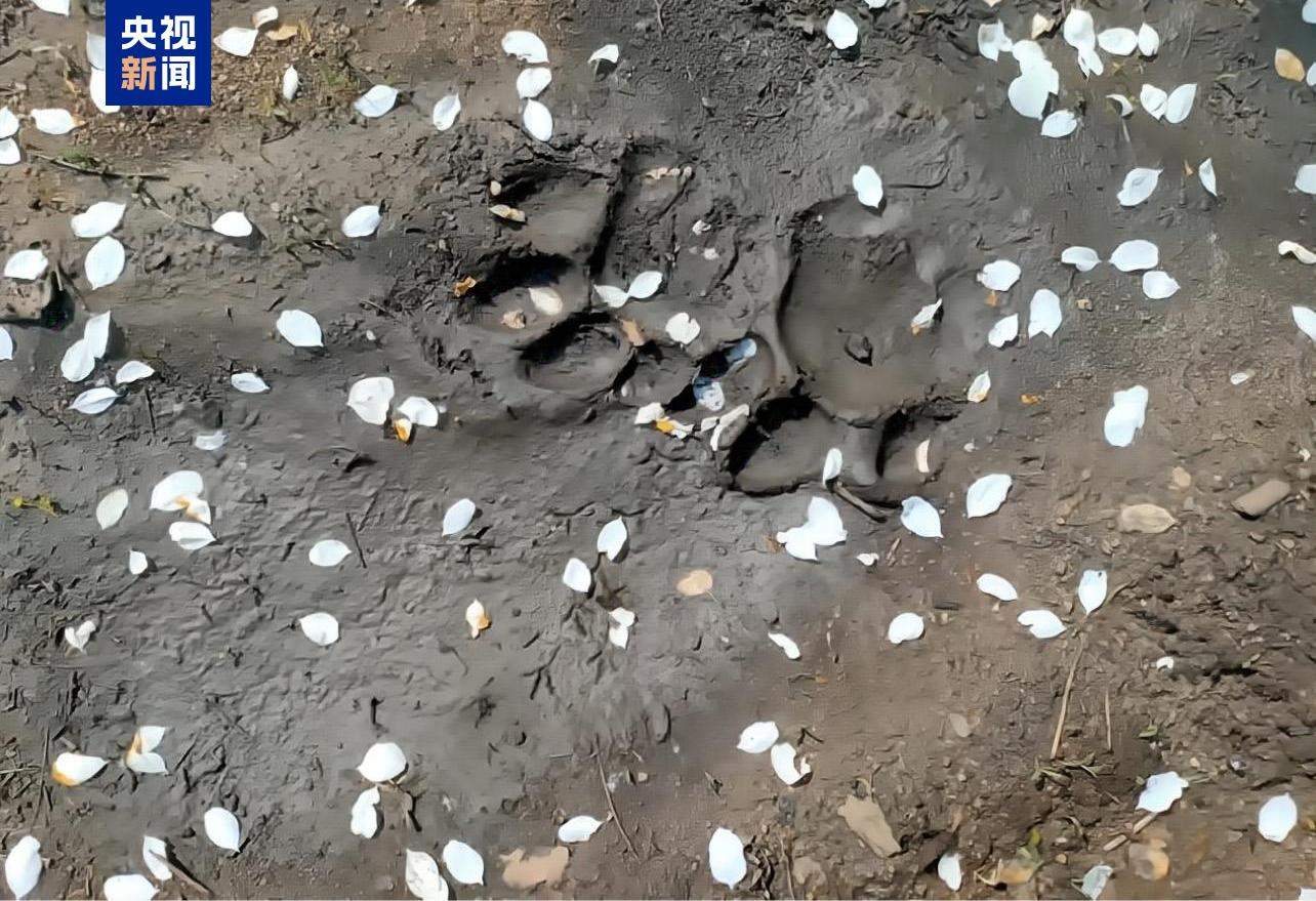 “完达山一号”可能已“脱单”！东北虎种群也有新喜讯