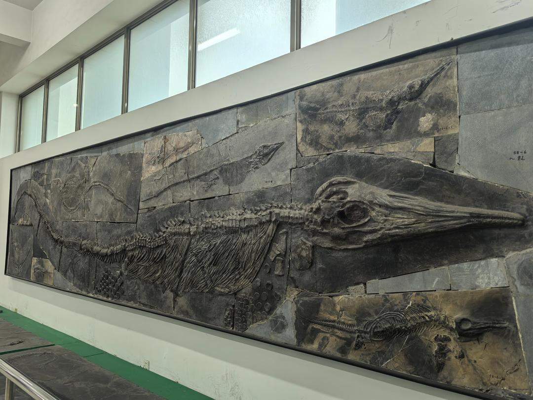 山东这个“隐藏款”博物馆 藏品规模碾压全球同类