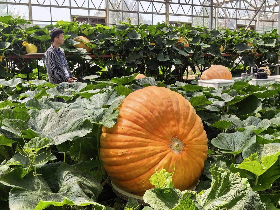 机器人下地干活，蔬菜装上“中国芯”！潍坊寿光菜博会把未来农业搬到你眼前