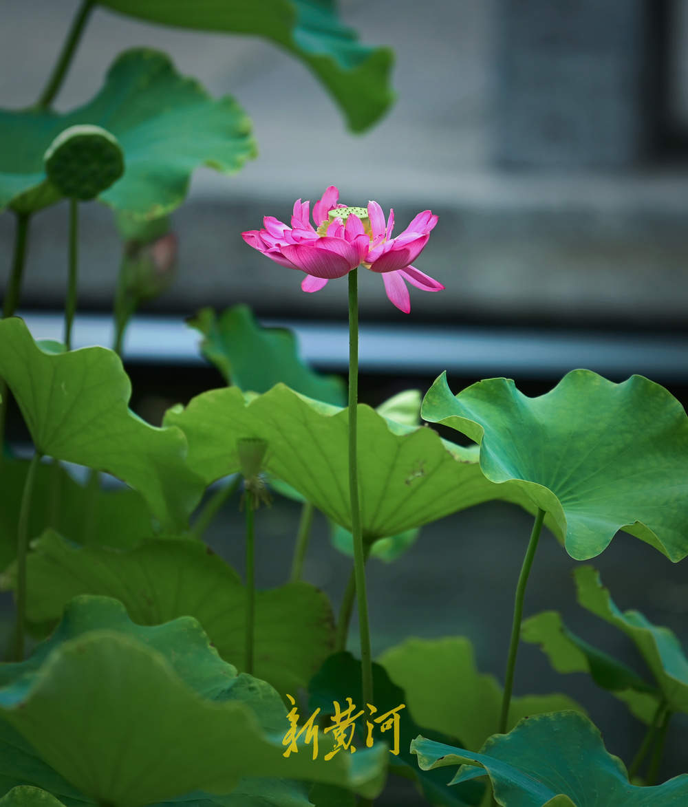 泉城暂别高温，百花洲湖畔赏荷花，丝丝凉风好惬意