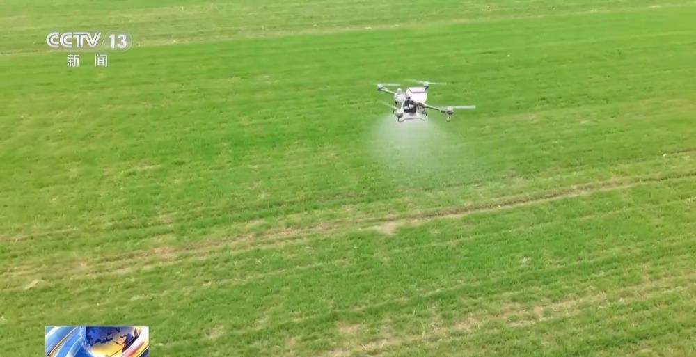 晚播麦吃上“营养餐”，山东精细化田管助小麦“强筋健骨”