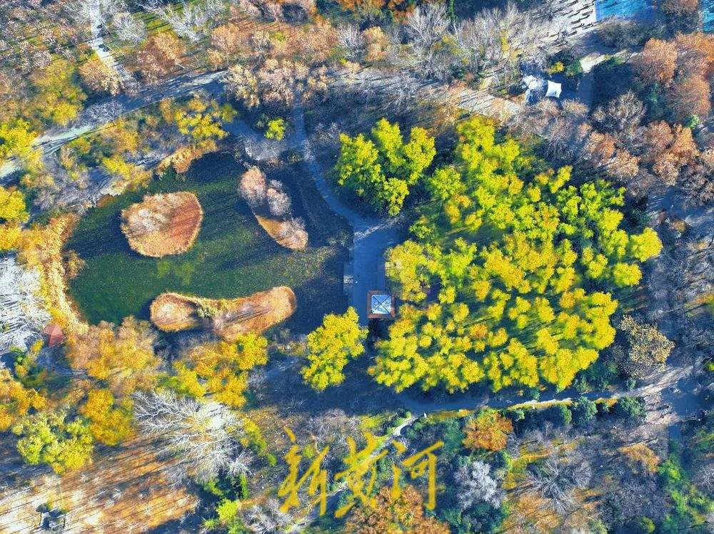 一年四季 泉在济南丨冬日“秋景” 济南森林公园彩叶斑斓宛若巨幅油画