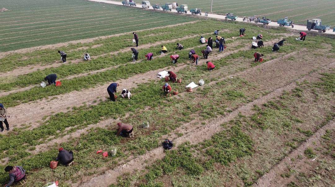 “挖野菜”成周末休闲潮流,一铲下去挖出春天与商机