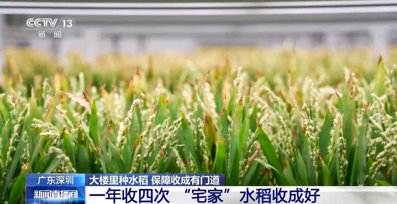 楼里种水稻，一年收四次 探访河套合作区里的室内“稻田”
