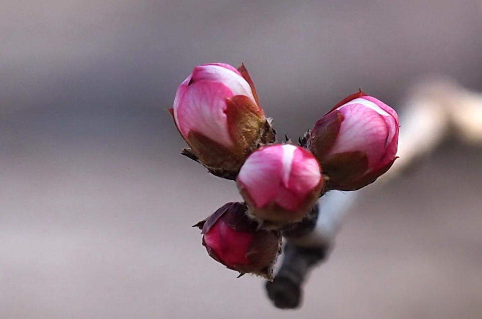 满园春色关不住，千佛山的山桃花马上就开了