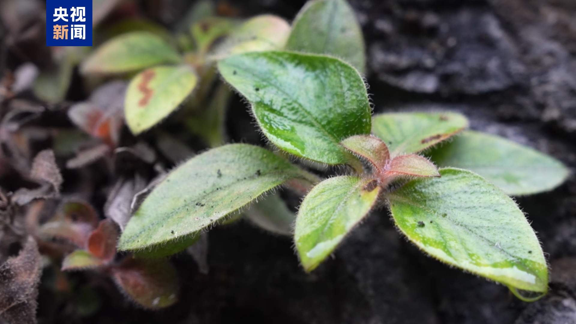 湖南首次发现！极危植物“红头索”长这样