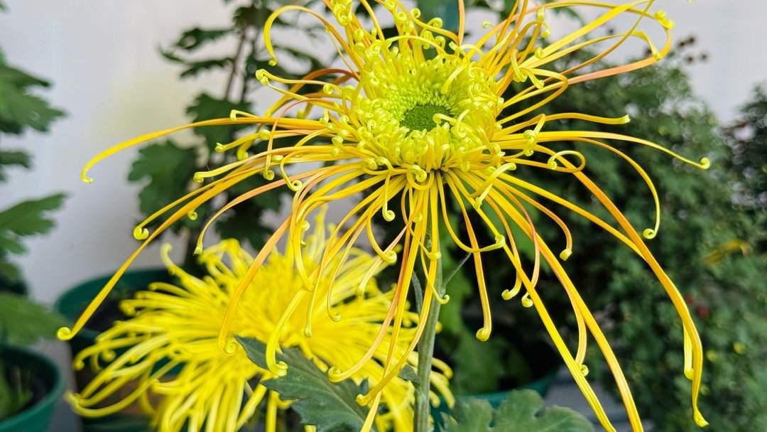 五颜六色，造型各异，趵突泉金秋菊展精品菊撷英